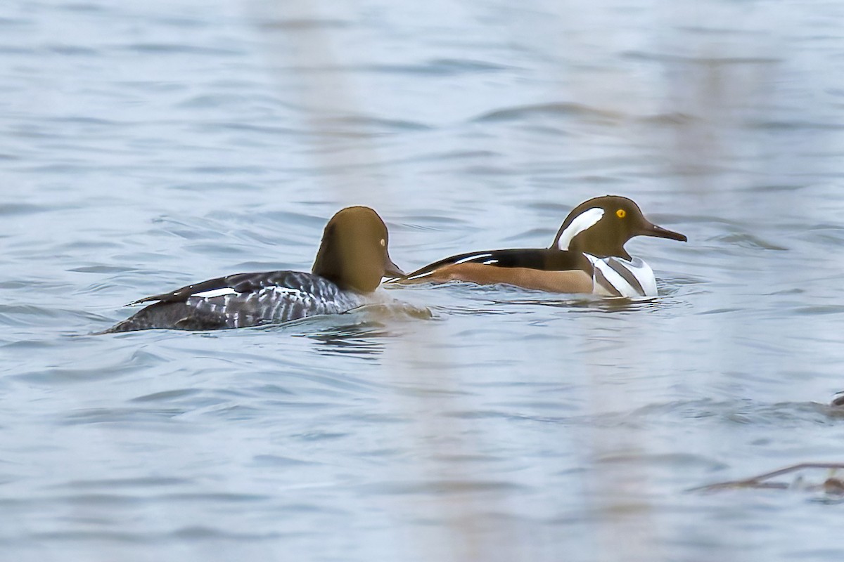 Serreta Capuchona - ML646322805