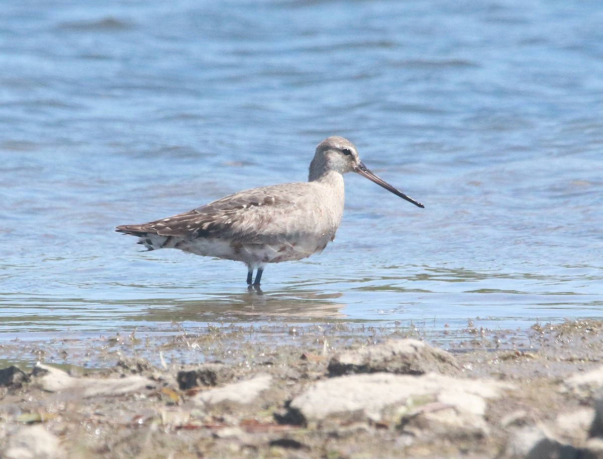 Hudsonian Godwit - ML646322807