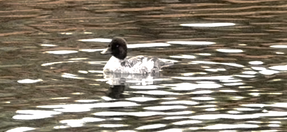 Common Goldeneye - ML646322810