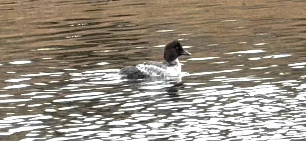 Common Goldeneye - ML646322811