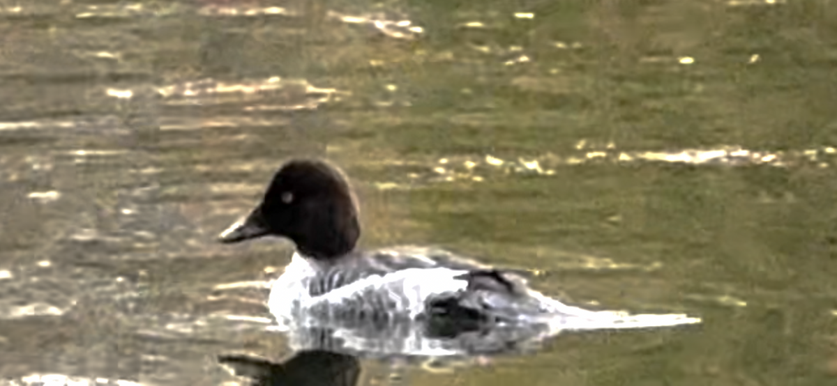 Common Goldeneye - ML646322812