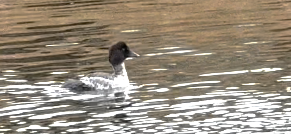 Common Goldeneye - ML646322813