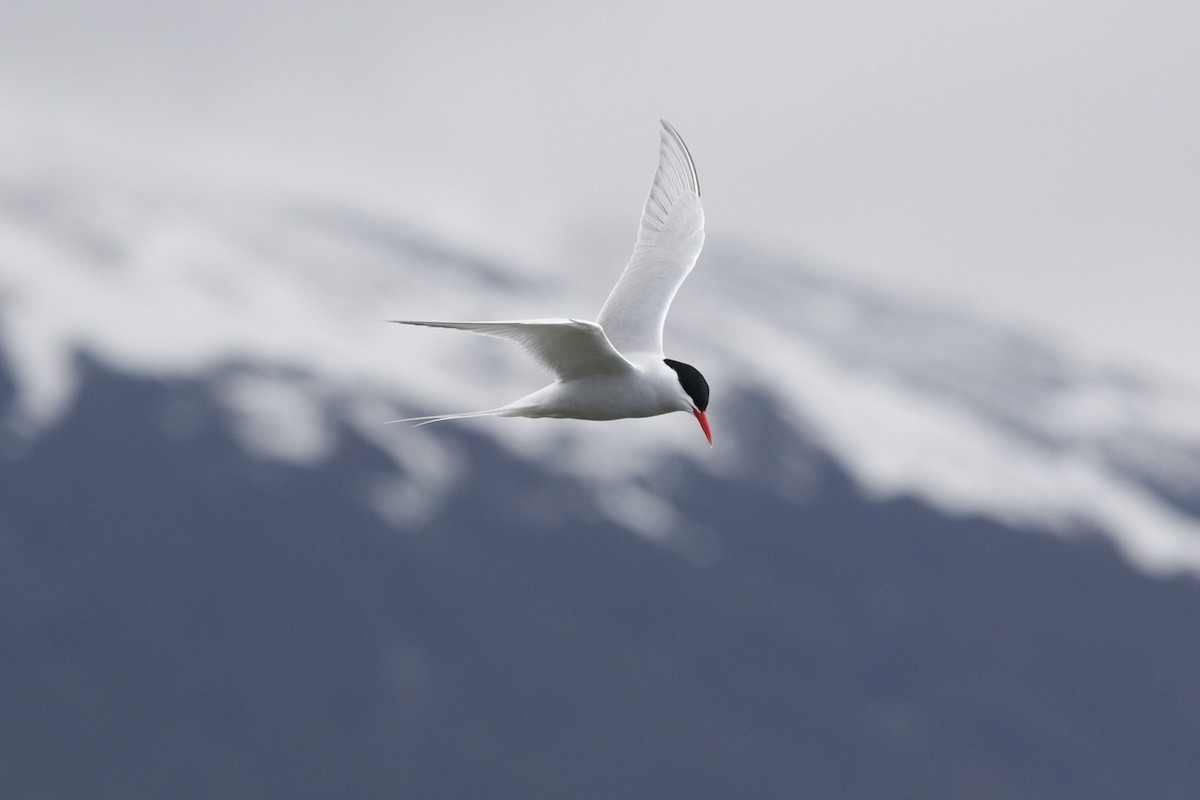 South American Tern - ML646322815