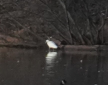 Blaureiher - ML646322816