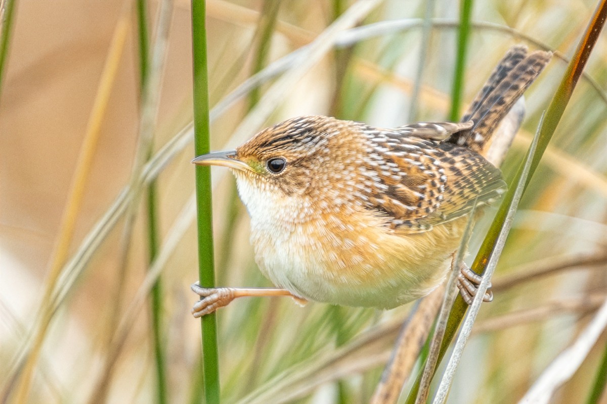 Cucarachero Culibarrado - ML646322821