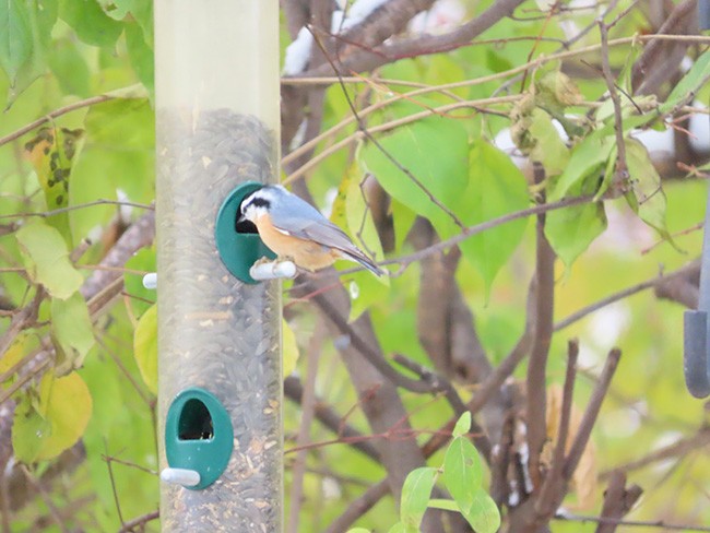 Red-breasted Nuthatch - ML646322824