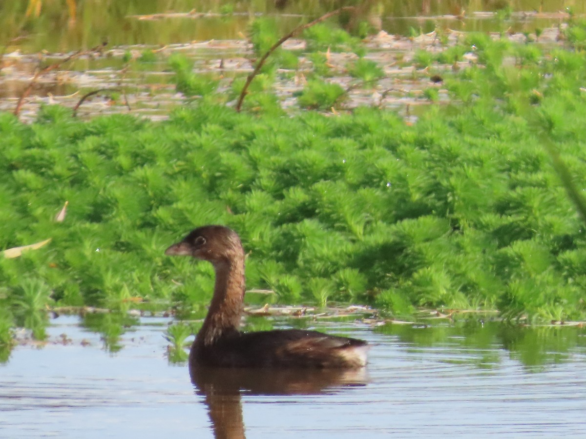 Pied-billed Grebe - ML646322825