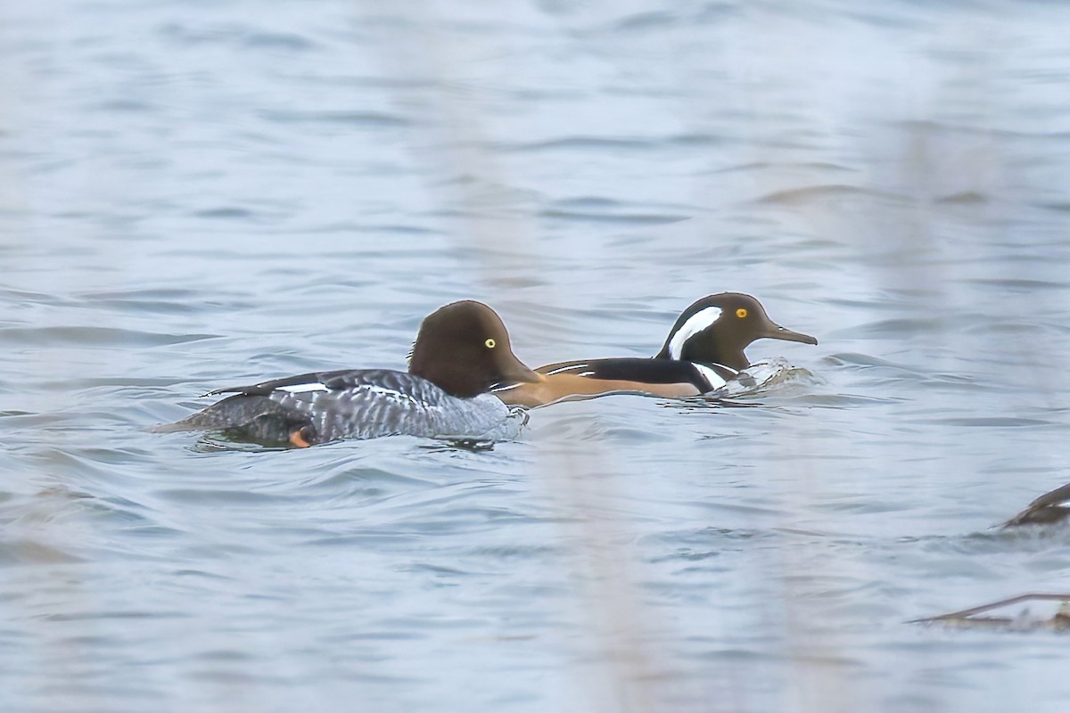 Serreta Capuchona - ML646322826
