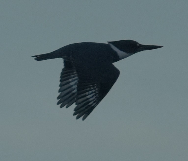 Belted Kingfisher - ML646322827