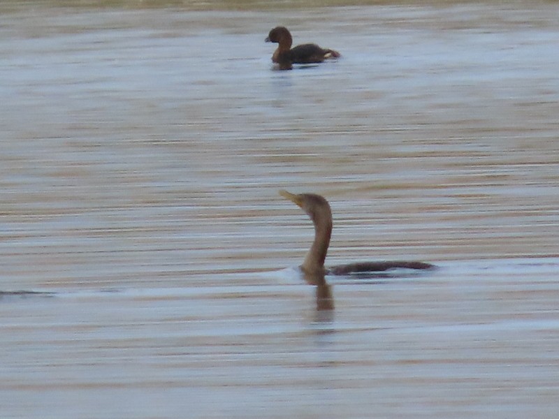 Double-crested Cormorant - ML646322833