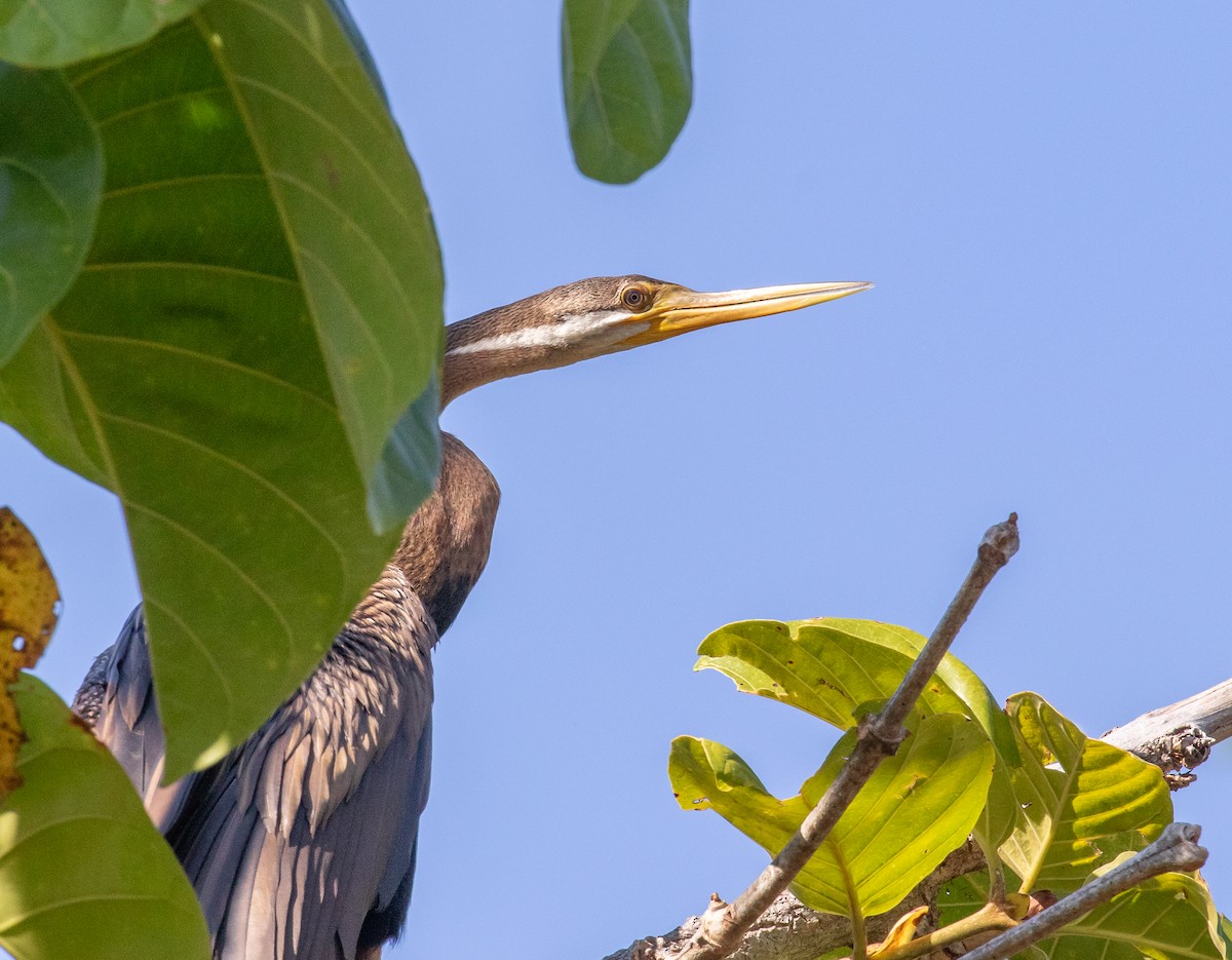 Australasian Darter - ML646322834
