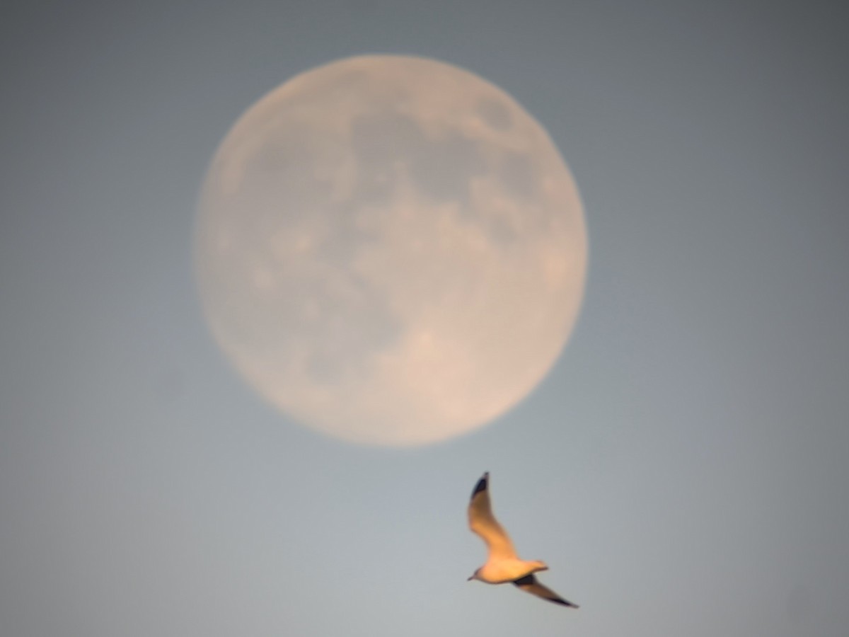 gull sp. - ML646322838