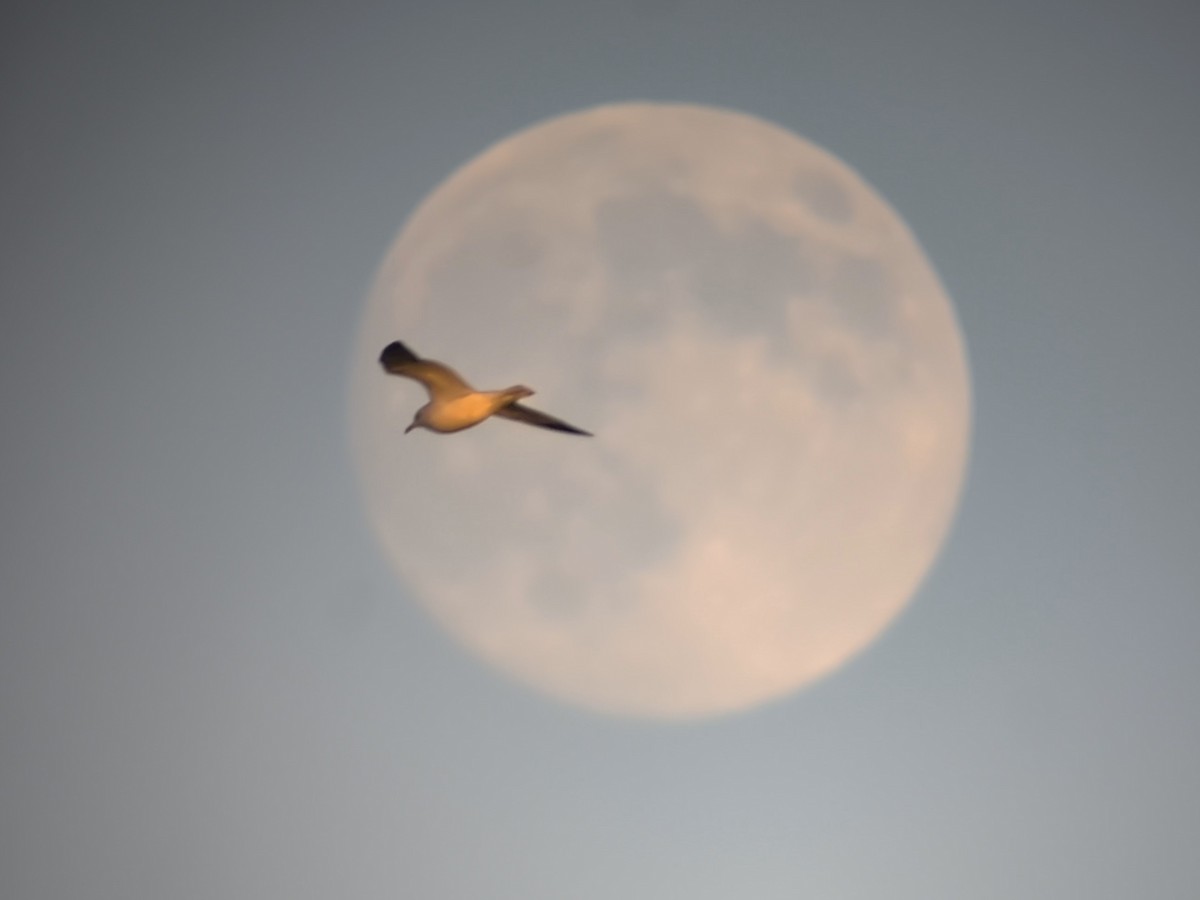 gull sp. - ML646322839