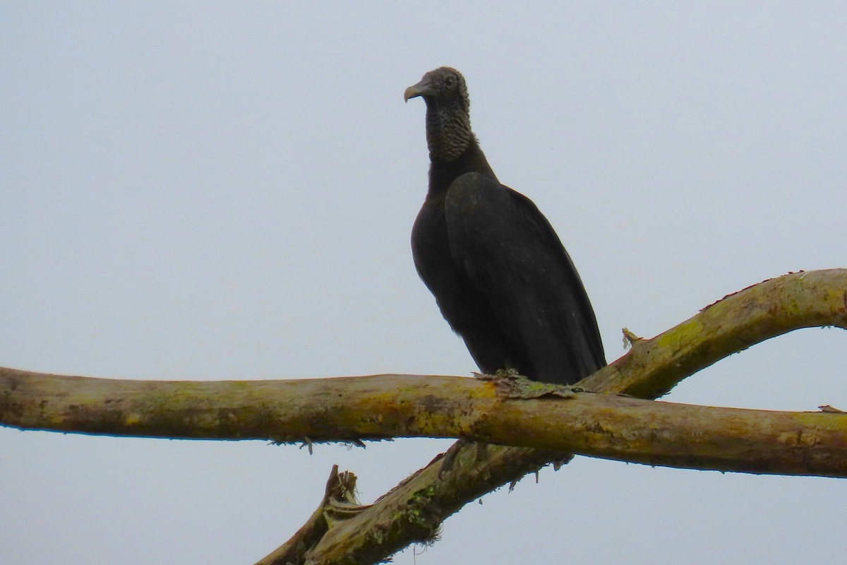 Катарта чорна - ML646322840