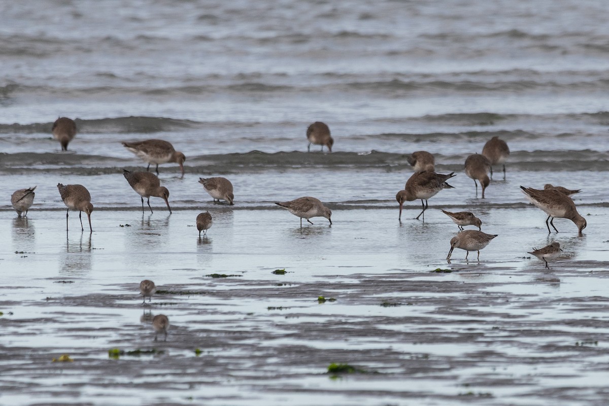 Hudsonian Godwit - ML646322844