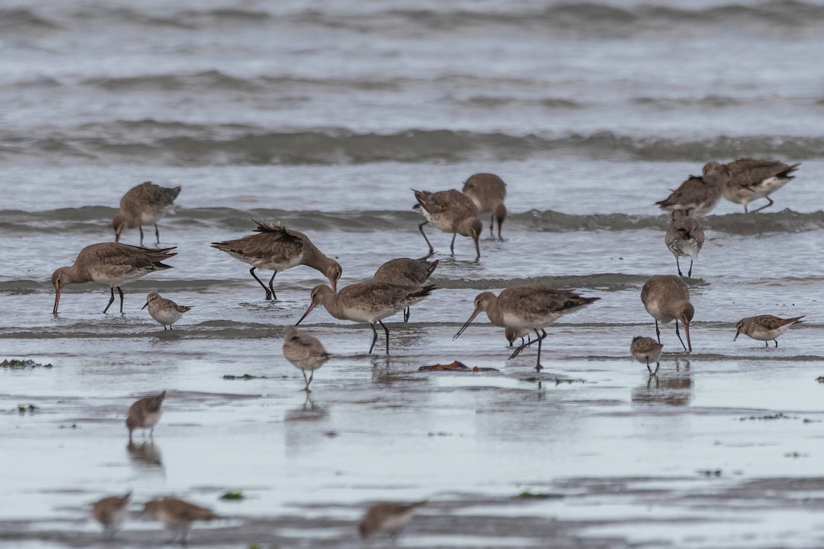 Hudsonian Godwit - ML646322845