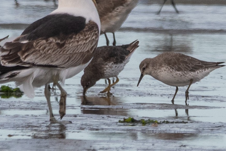 Surfbird - ML646322847