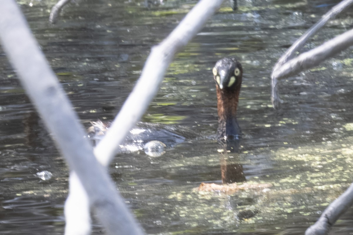 Little Grebe - ML646322848