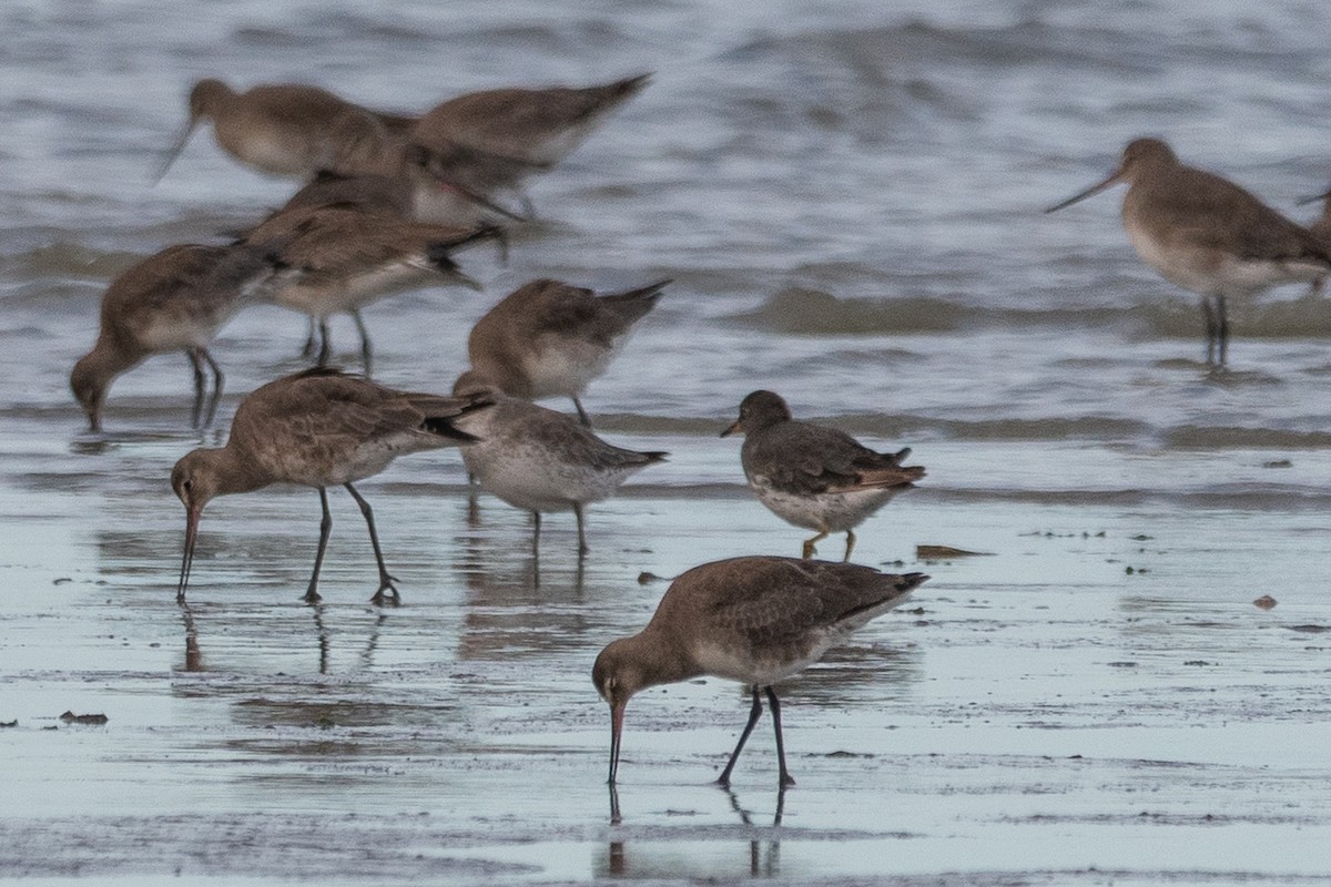 Surfbird - ML646322849