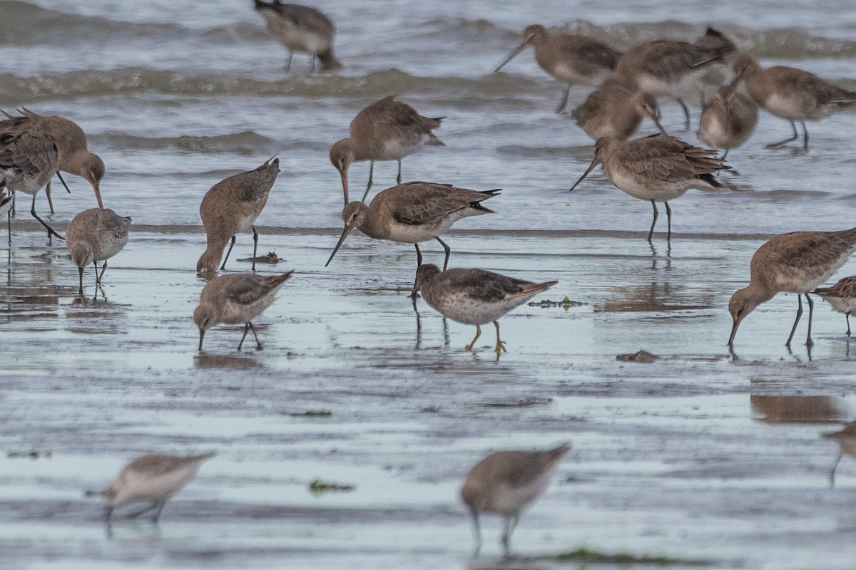 Surfbird - ML646322850