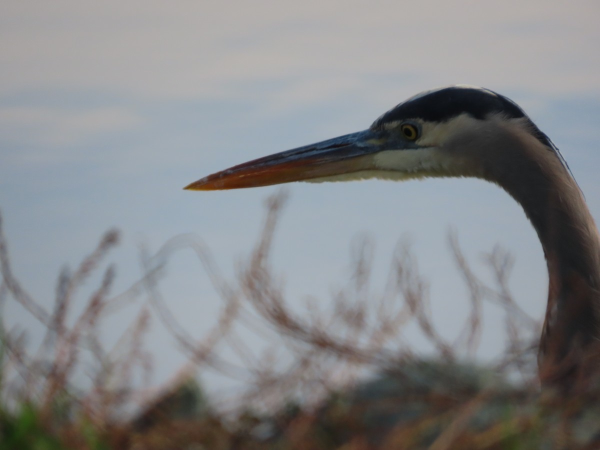 Great Blue Heron - ML646322852