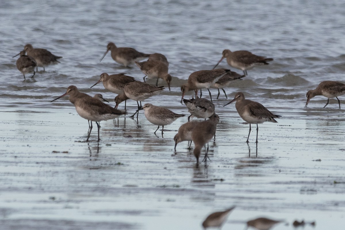 Red Knot - ML646322853
