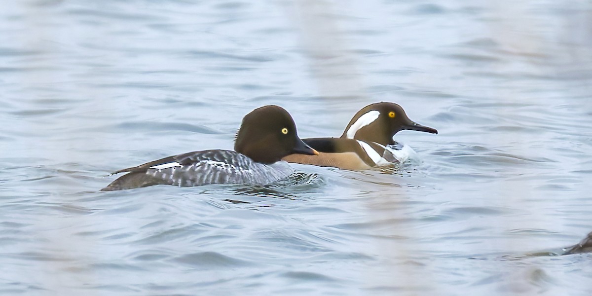 Serreta Capuchona - ML646322854