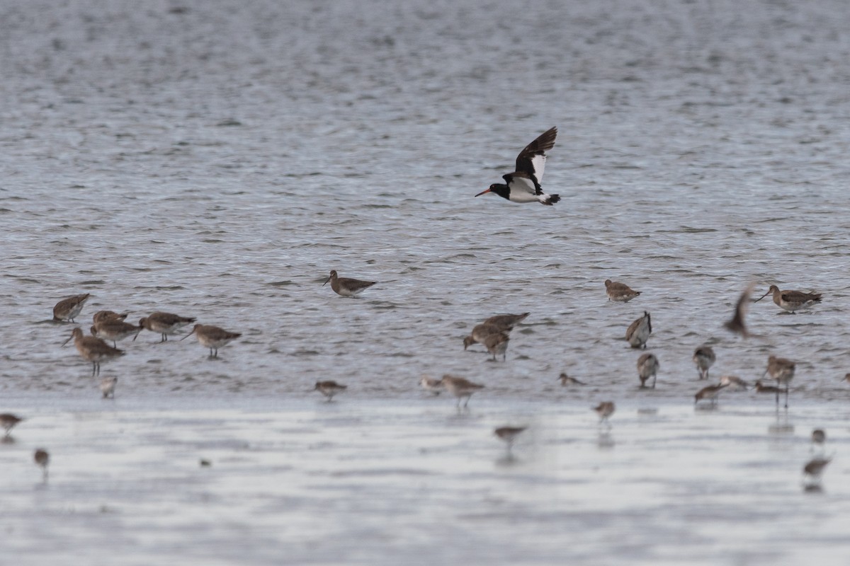 Magellanic Oystercatcher - ML646322858