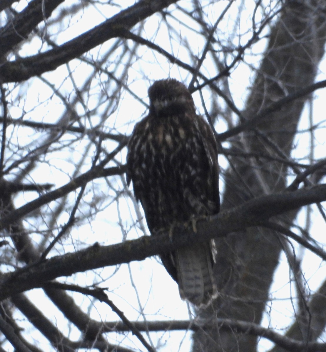 Red-tailed Hawk - ML646322859