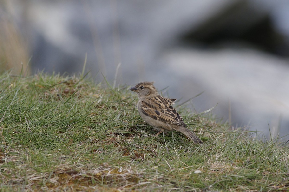 דרור הבית - ML646322863