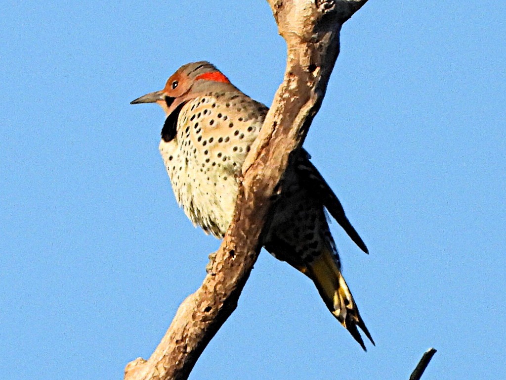 datel zlatý - ML646322867