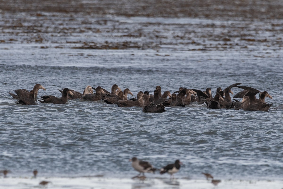 Antarktik Dev Fırtınakuşu - ML646322868