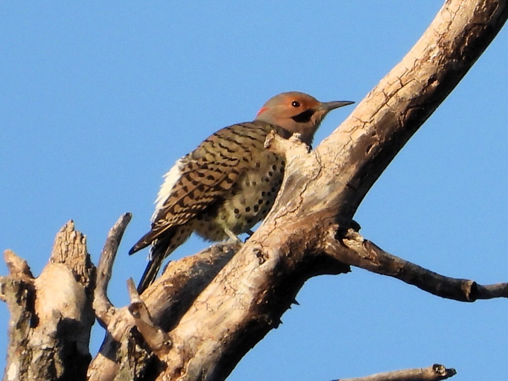 datel zlatý - ML646322870