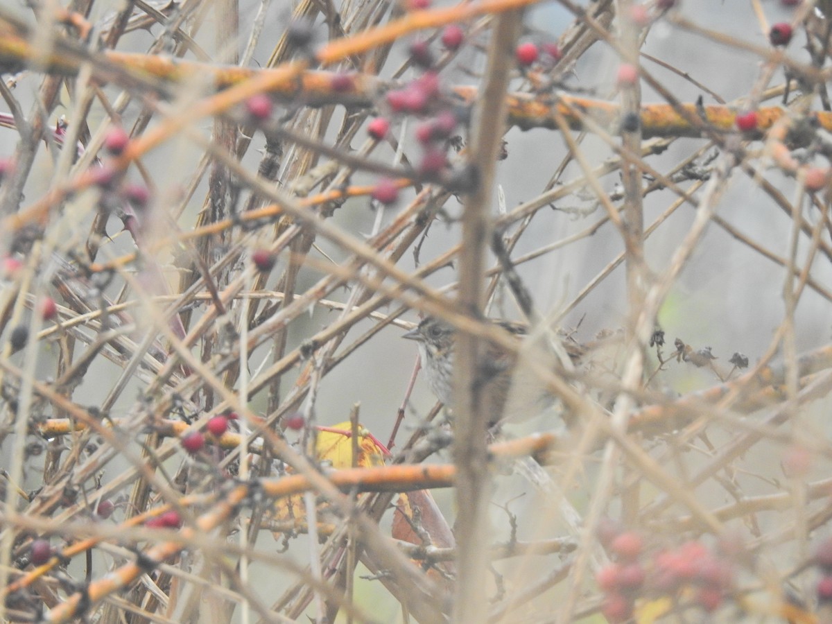 Swamp Sparrow - ML646322871
