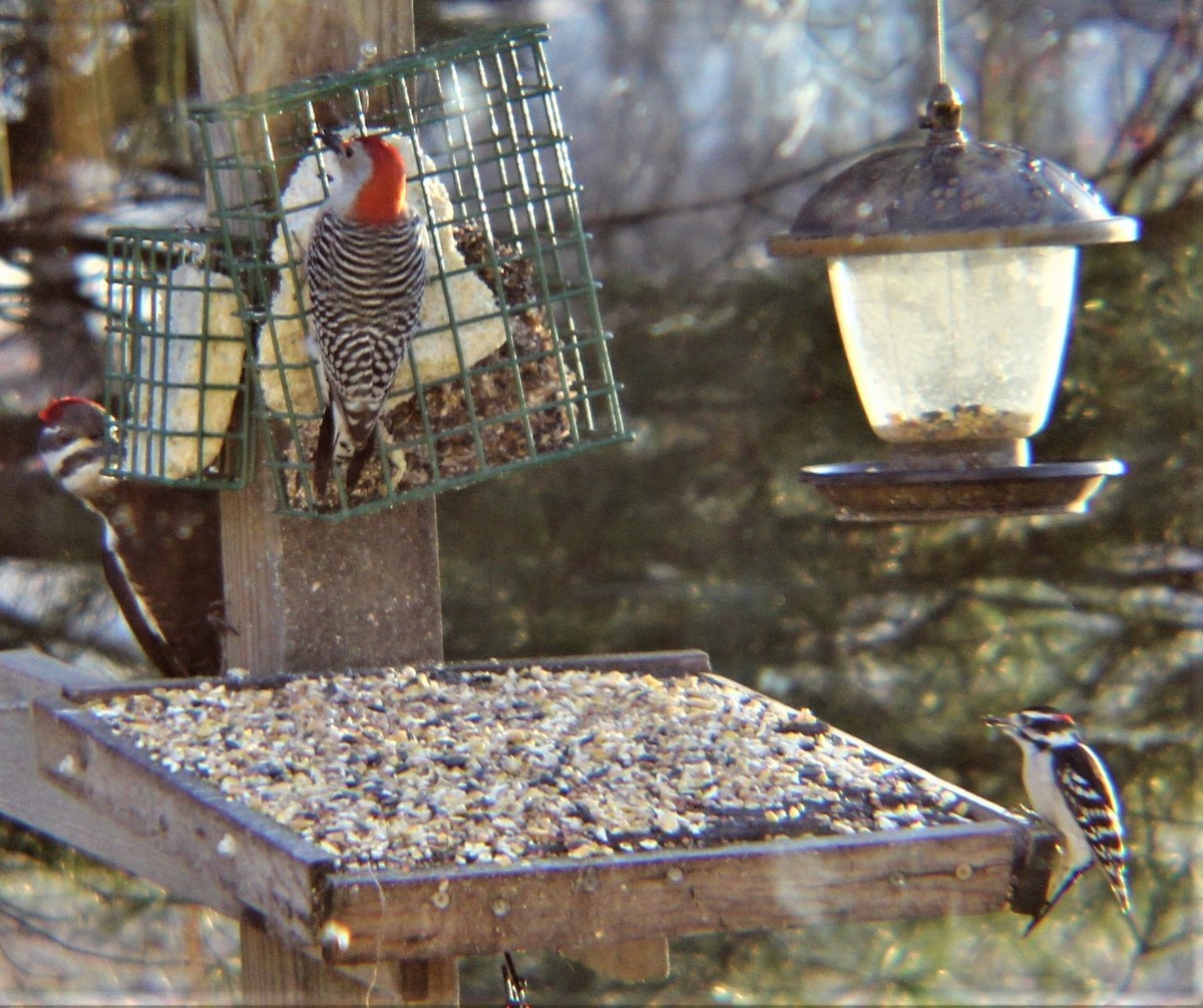 Downy Woodpecker - ML646322873