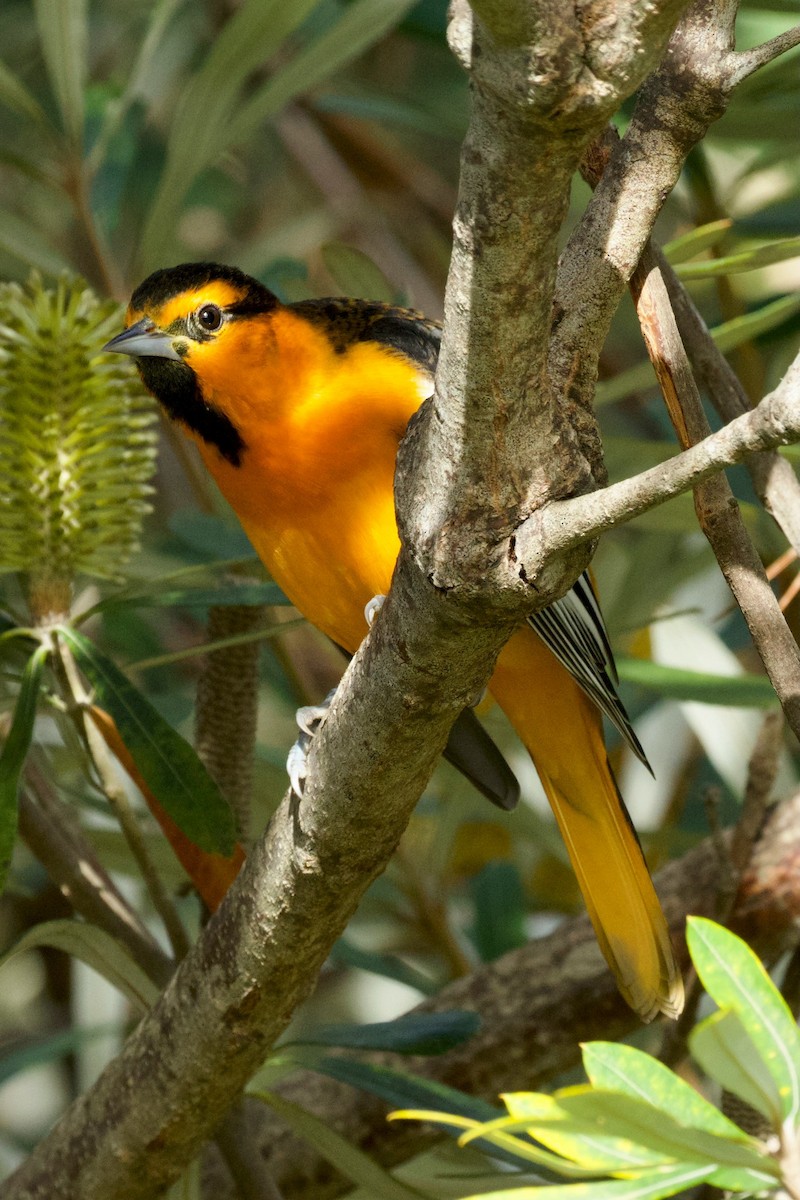 Bullock's Oriole - ML646322876