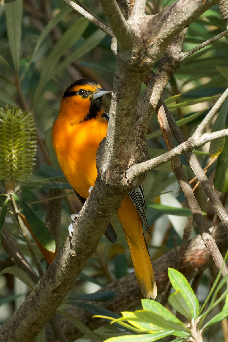 Bullock's Oriole - ML646322877