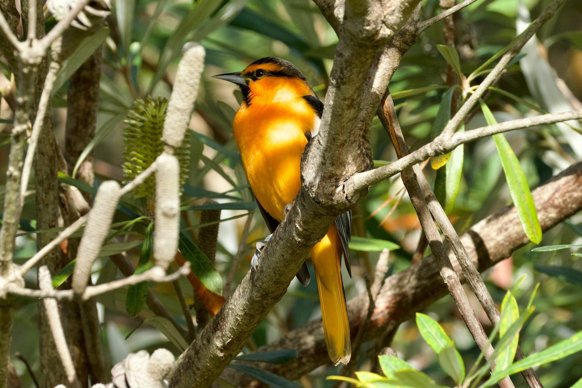 Bullock's Oriole - ML646322878