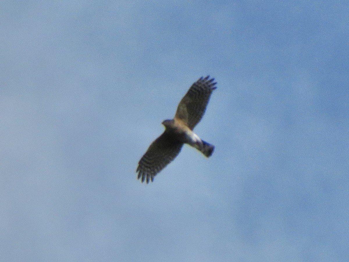 Sharp-shinned Hawk - ML646322879