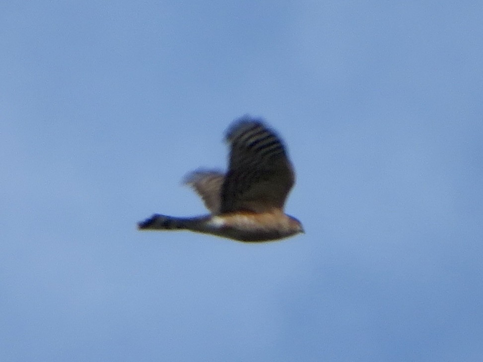Sharp-shinned Hawk - ML646322880