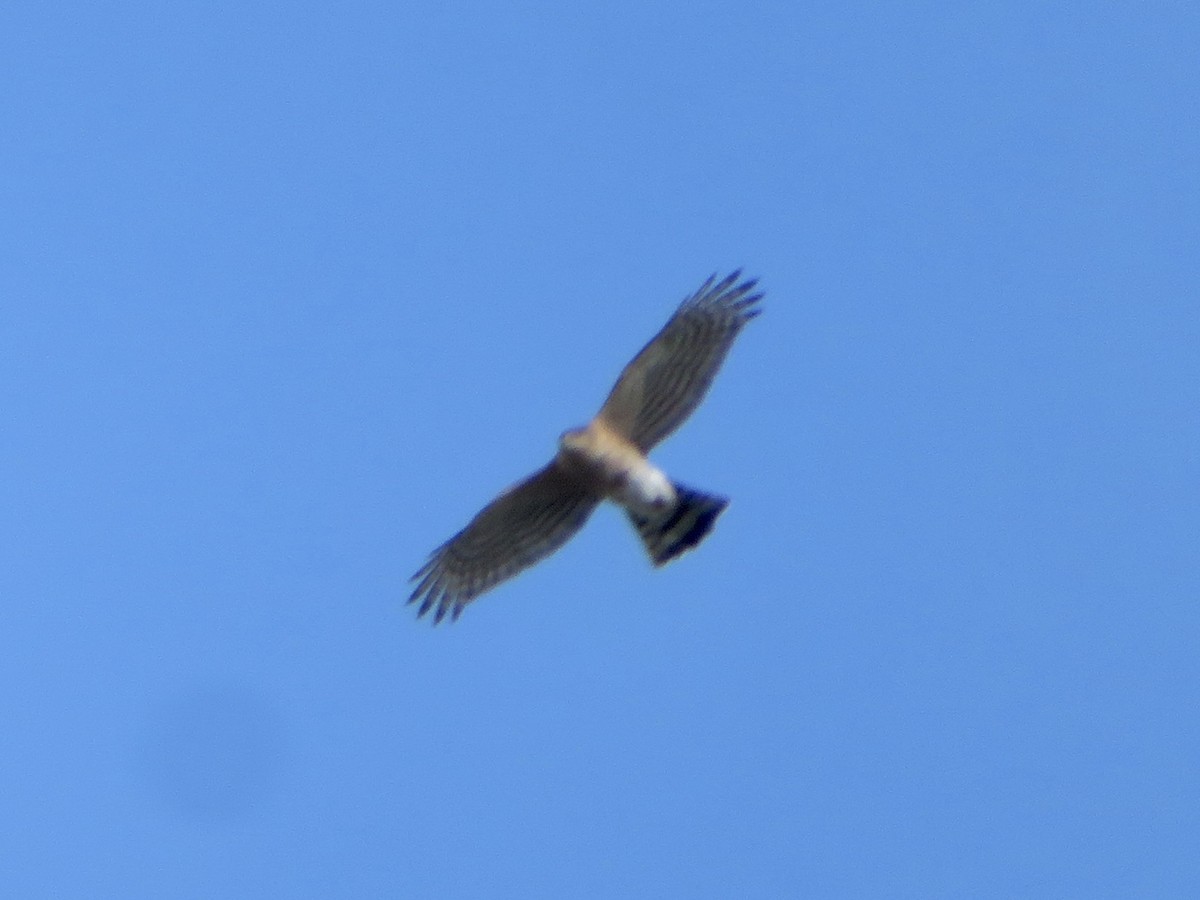 Sharp-shinned Hawk - ML646322881