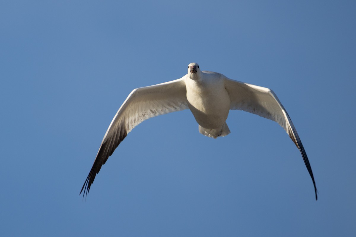 Ross's Goose - ML646322884