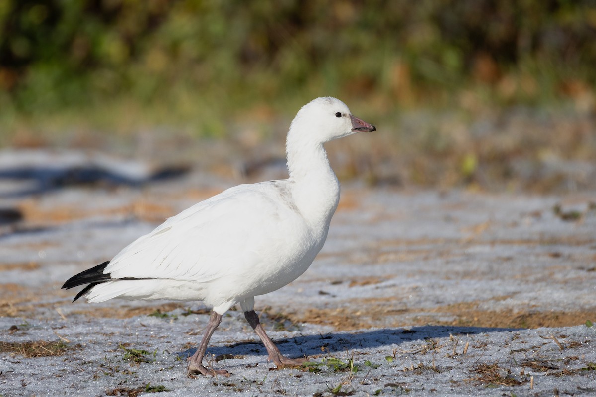 Ross's Goose - ML646322885