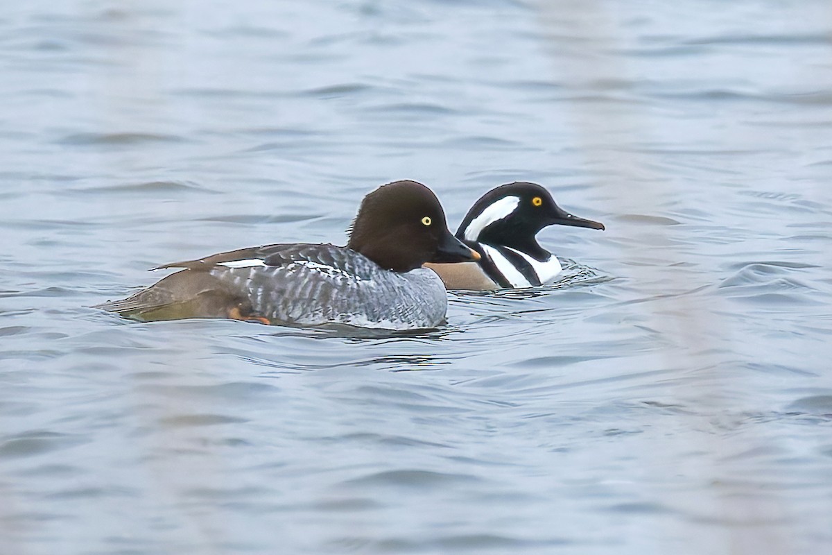 Porrón Osculado - ML646322908