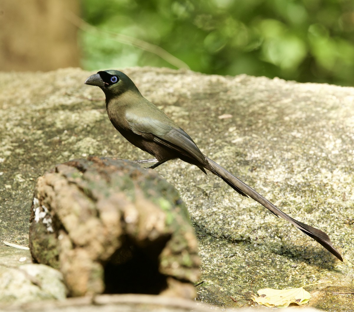 Racket-tailed Treepie - ML646322909