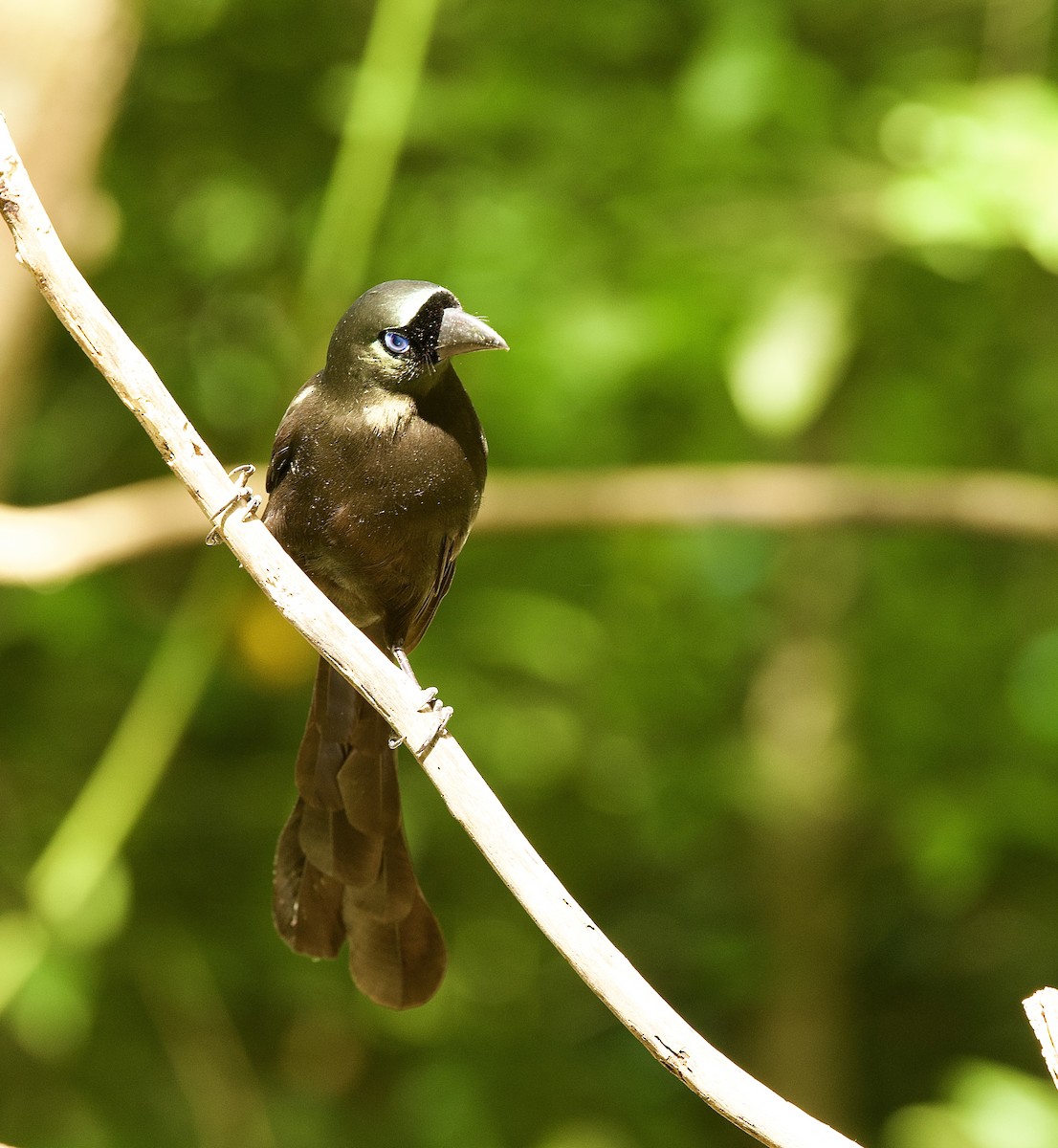Racket-tailed Treepie - ML646322910