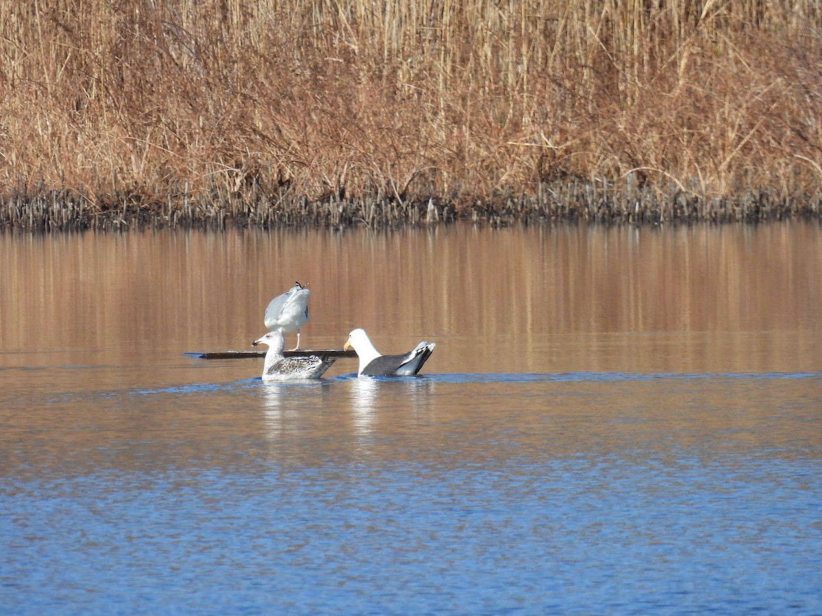 Great Black-backed Gull - ML646322912