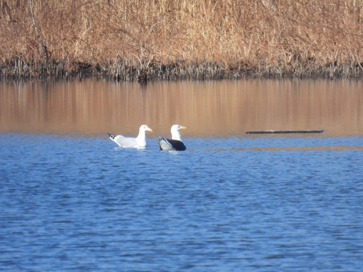 Great Black-backed Gull - ML646322913