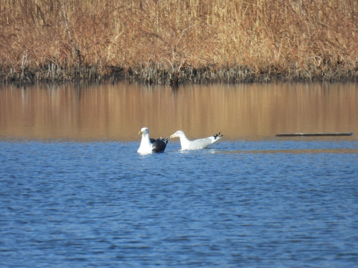 Great Black-backed Gull - ML646322914