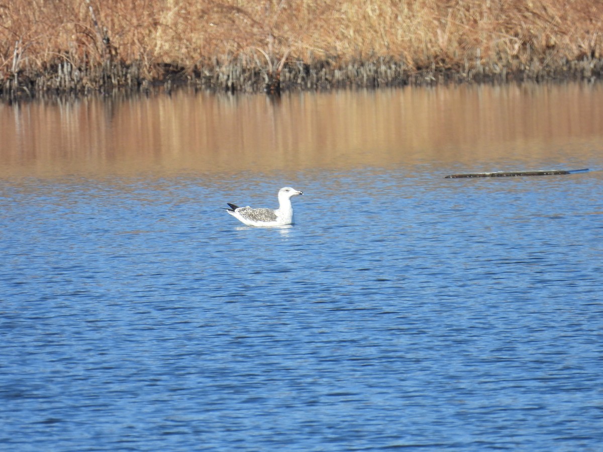 Great Black-backed Gull - ML646322915